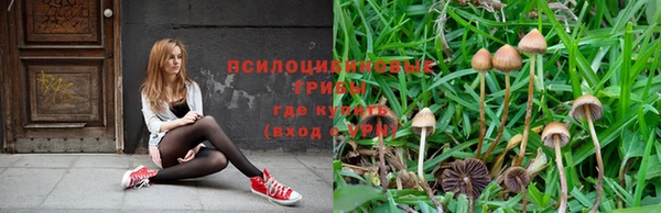 крисы Белокуриха